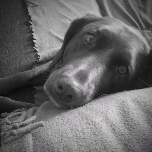 /Images/uploads/Humane Society of Utah/HSU2018/entries/4520thumb.jpg
